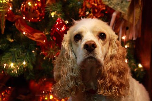 English Cocker Spaniel