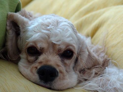 English Cocker Spaniel