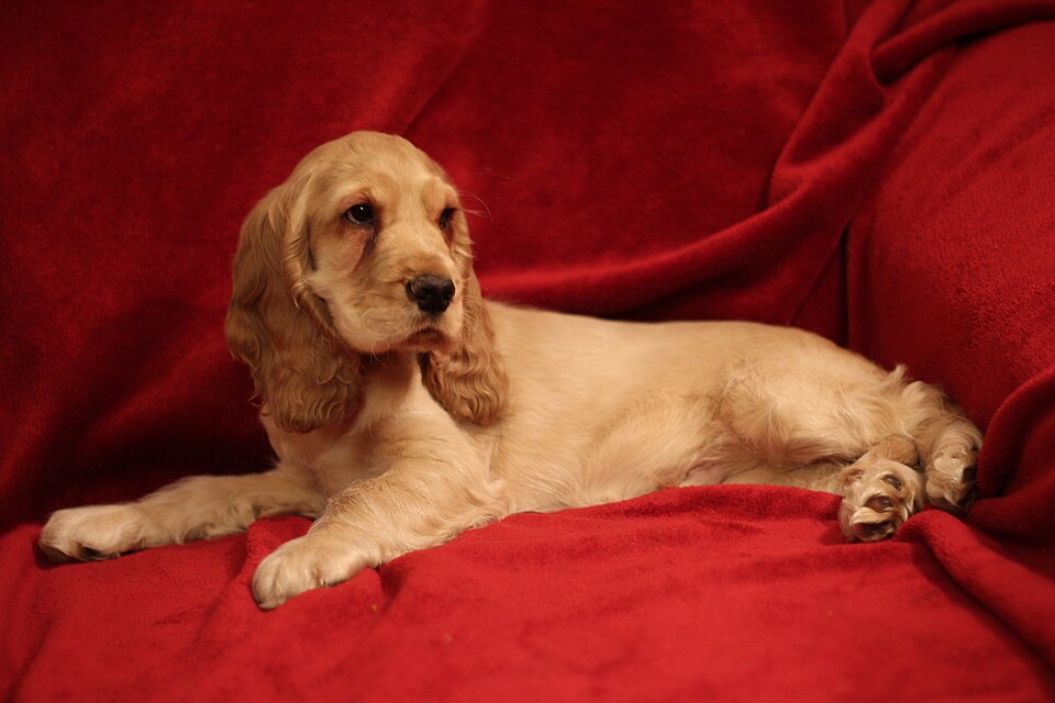 English Cocker Spaniel grooming