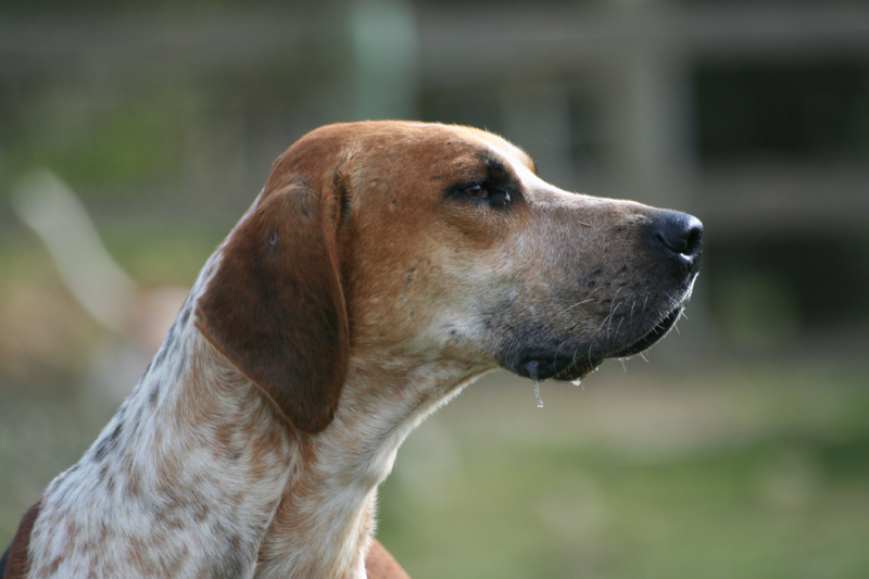 English Foxhound grooming