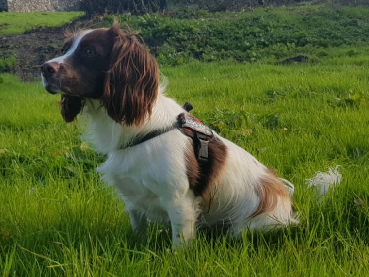 English Springer Spaniel grooming