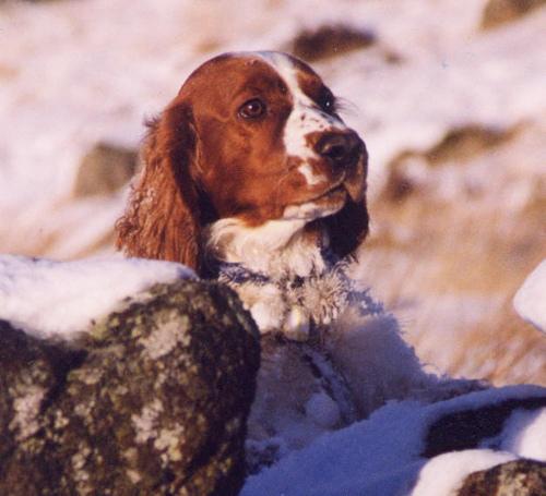 English Toy Spaniel
