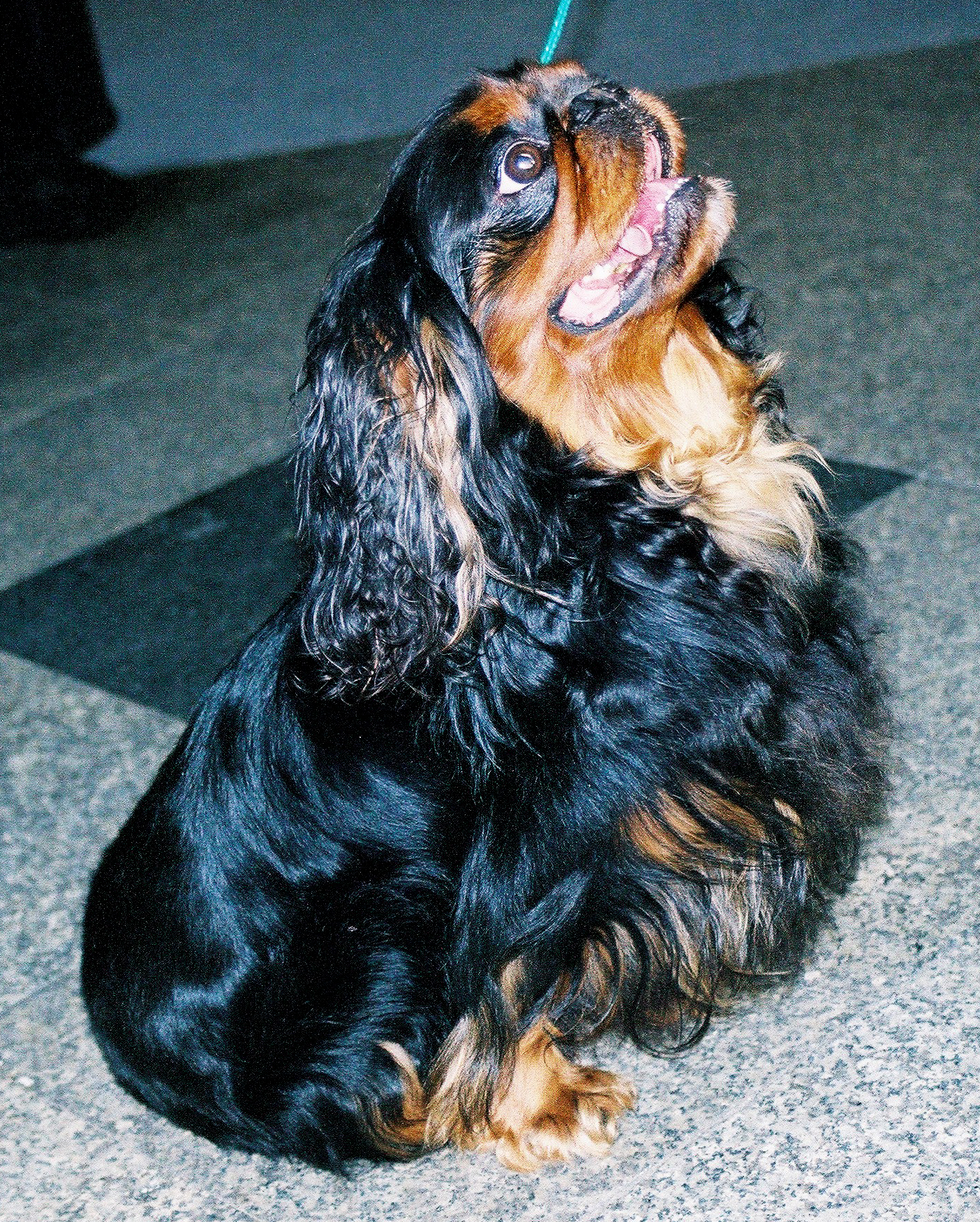 English Toy Spaniel grooming