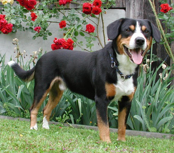 Entlebucher Mountain Dog grooming
