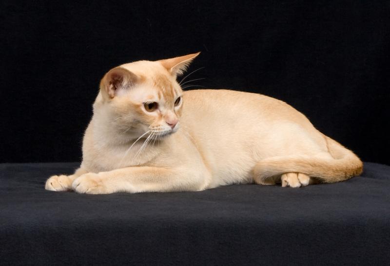 European Burmese grooming