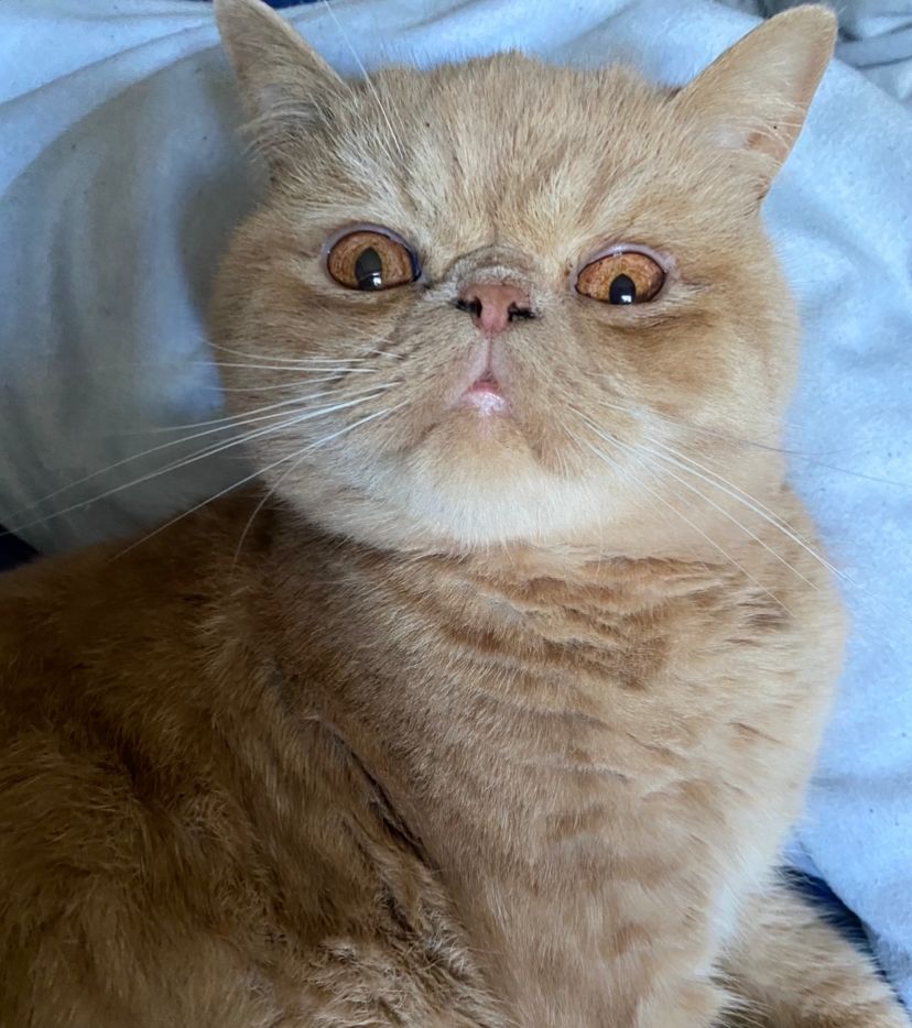 Exotic Shorthair grooming