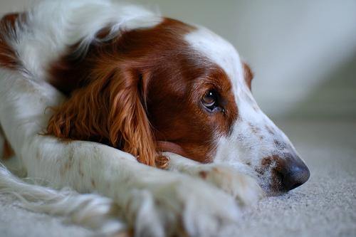 Field Spaniel