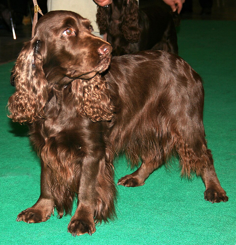 Field Spaniel grooming