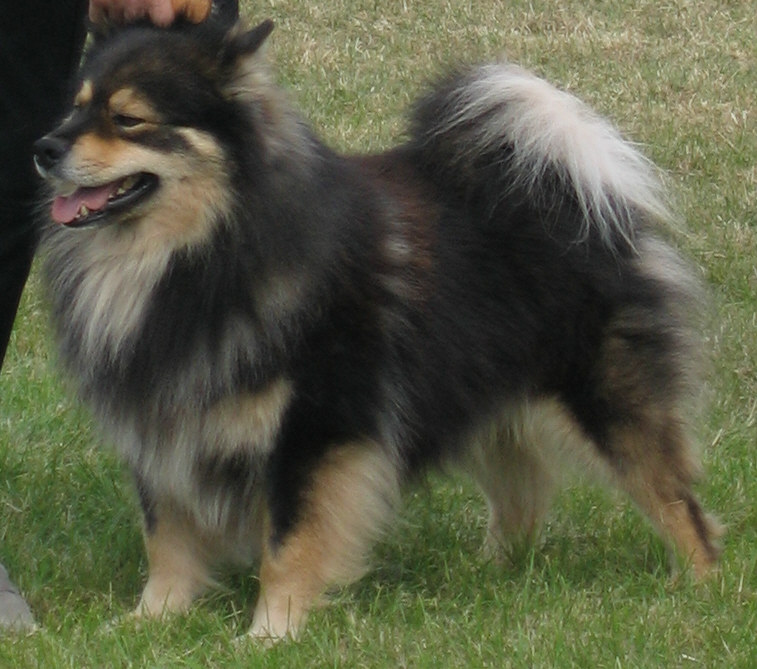 Finnish Lapphund grooming