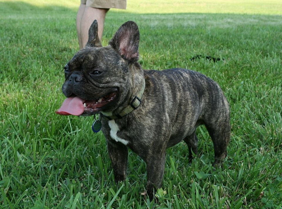 French Bulldog grooming