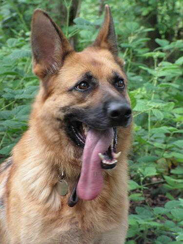 German Shepherd Dog
