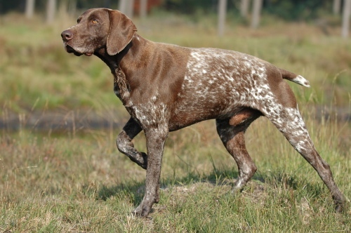German Shorthaired Pointer grooming