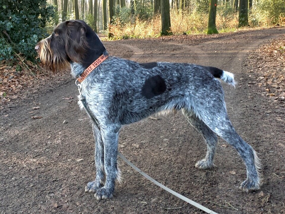German Wirehaired Pointer grooming