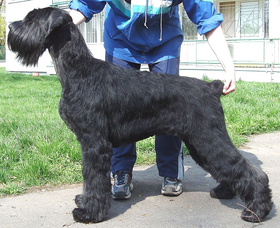 Giant Schnauzer grooming
