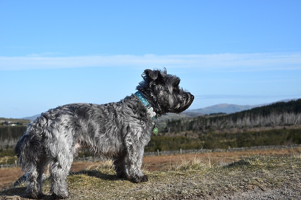 Glen of Imaal Terrier grooming