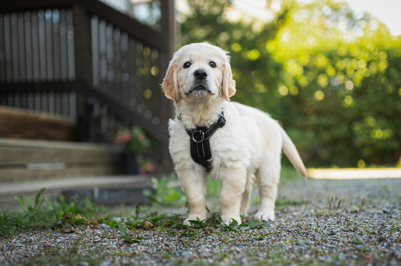 Golden Retriever