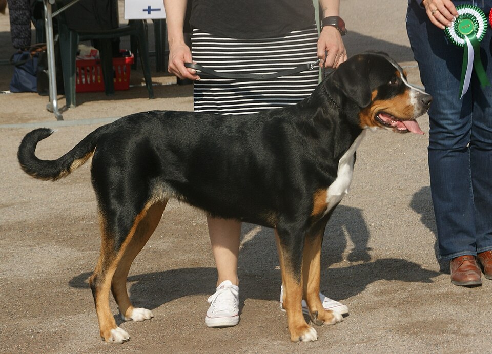 Greater Swiss Mountain Dog grooming