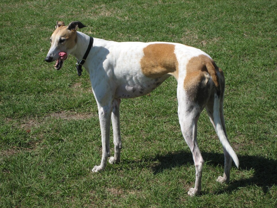Greyhound grooming