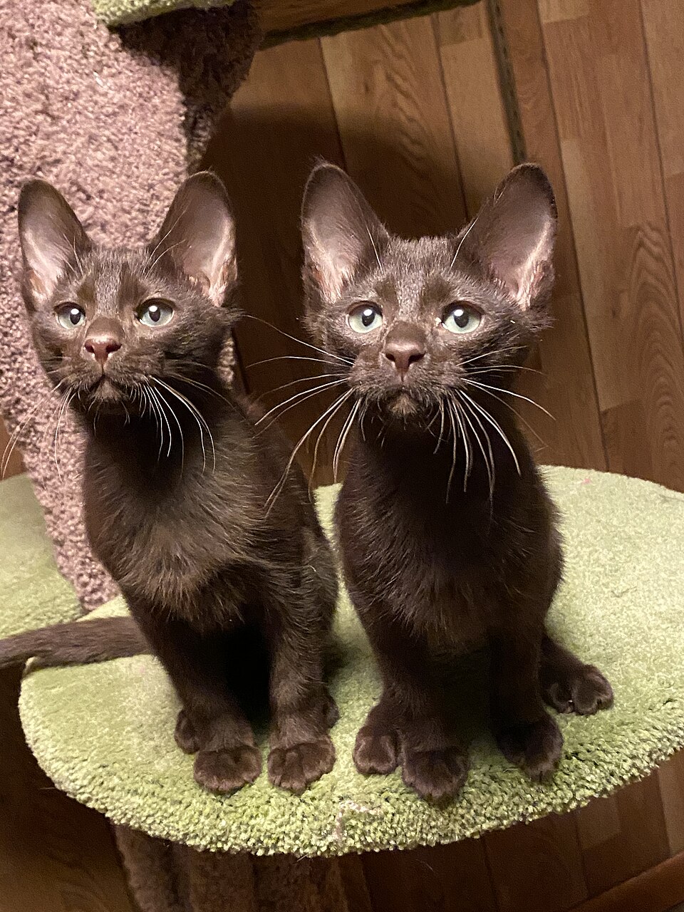 Havana Brown grooming