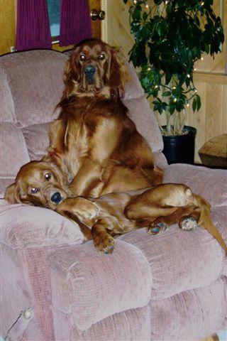 Irish Red and White Setter