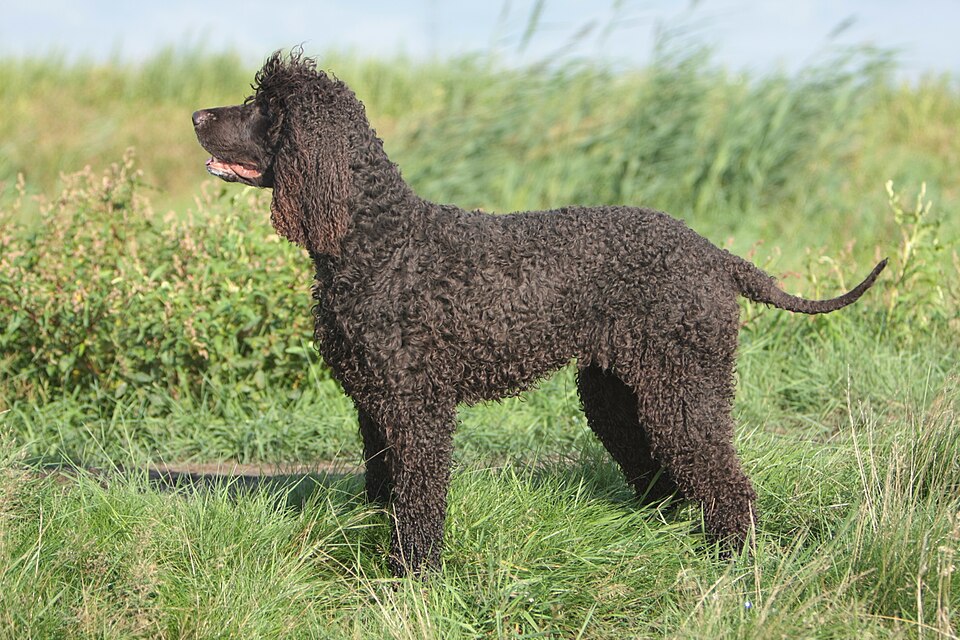 Irish Water Spaniel grooming