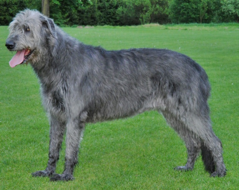 Irish Wolfhound grooming