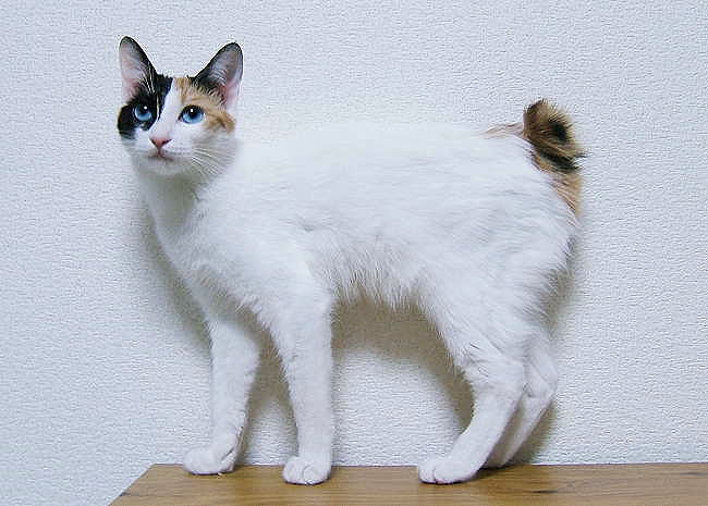 Japanese Bobtail grooming