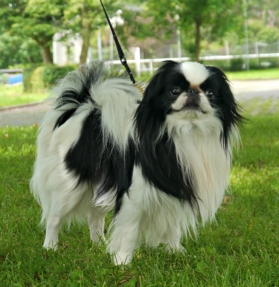 Japanese Chin grooming