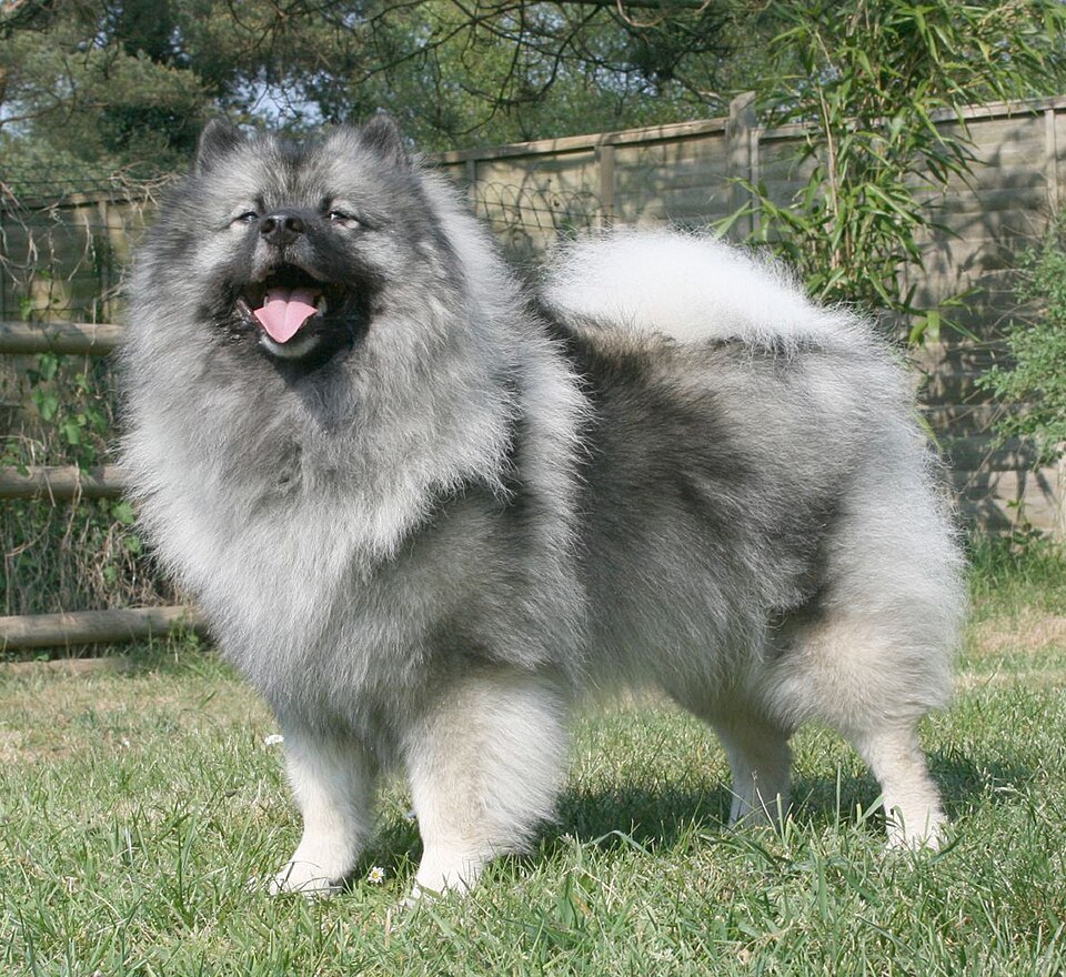 Keeshond grooming