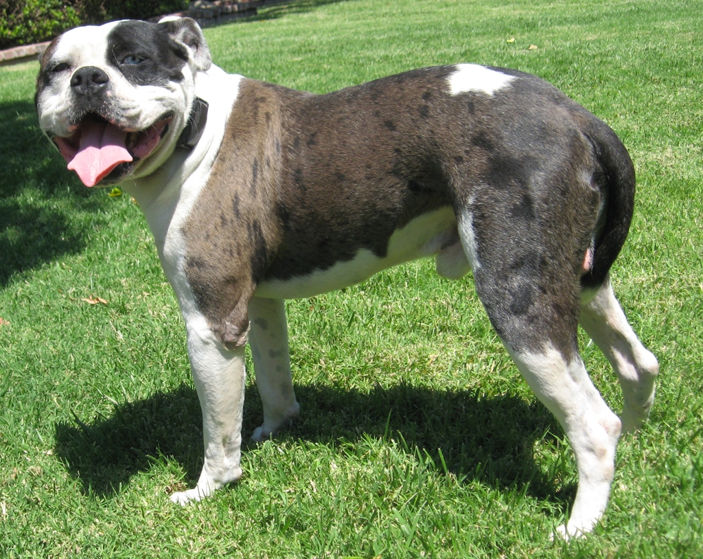 Labsky grooming