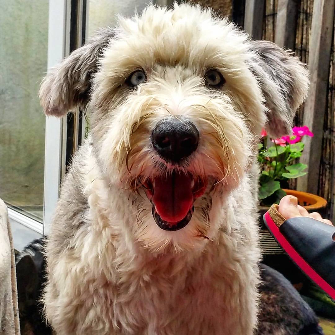 Lagotto Romagnolo