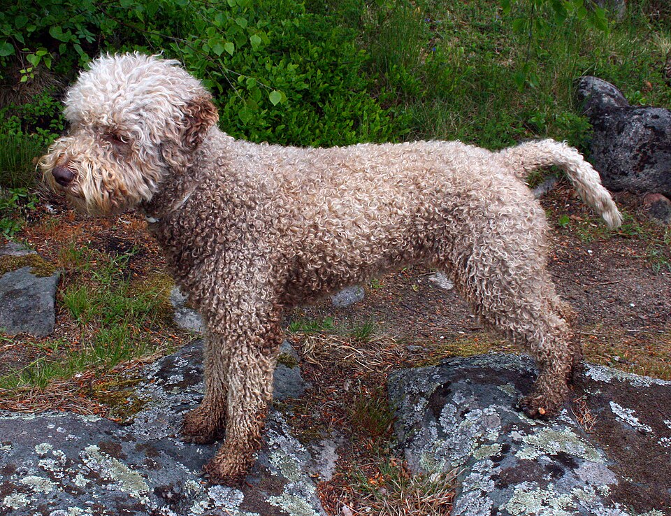 Lagotto Romagnolo grooming