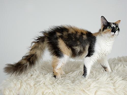 LaPerm grooming