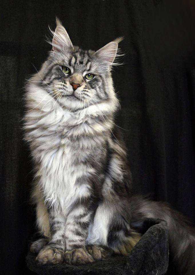 Maine Coon grooming