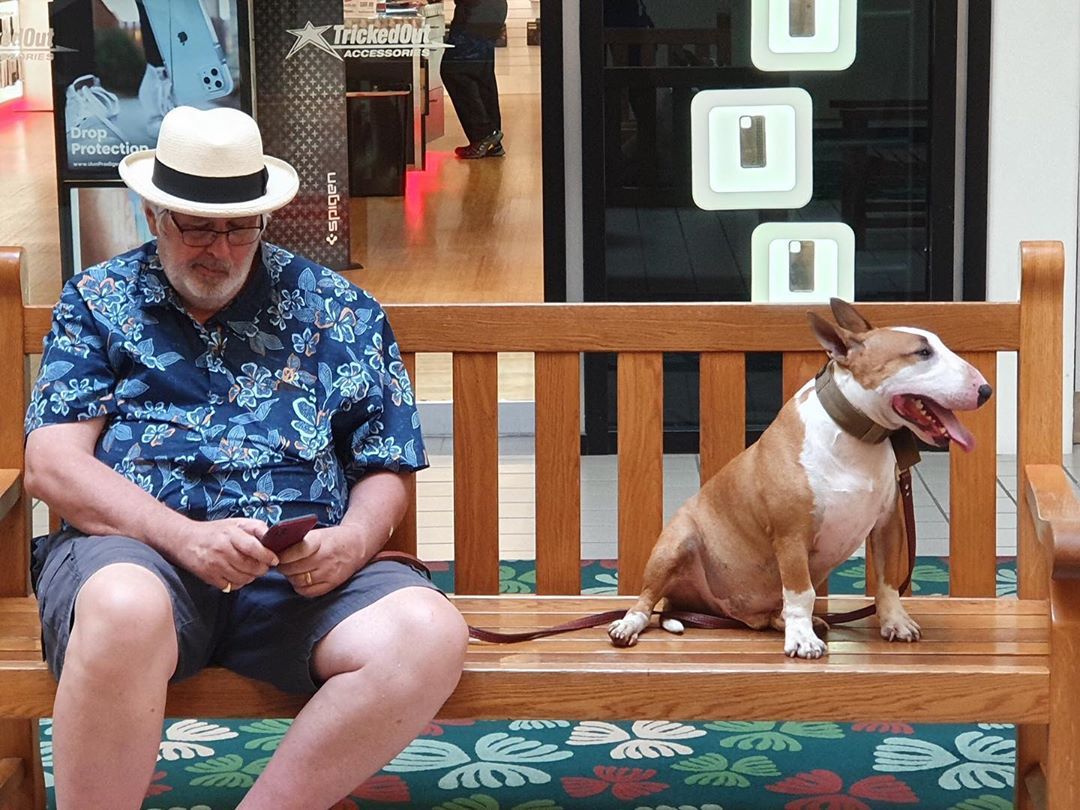 Miniature Bull Terrier