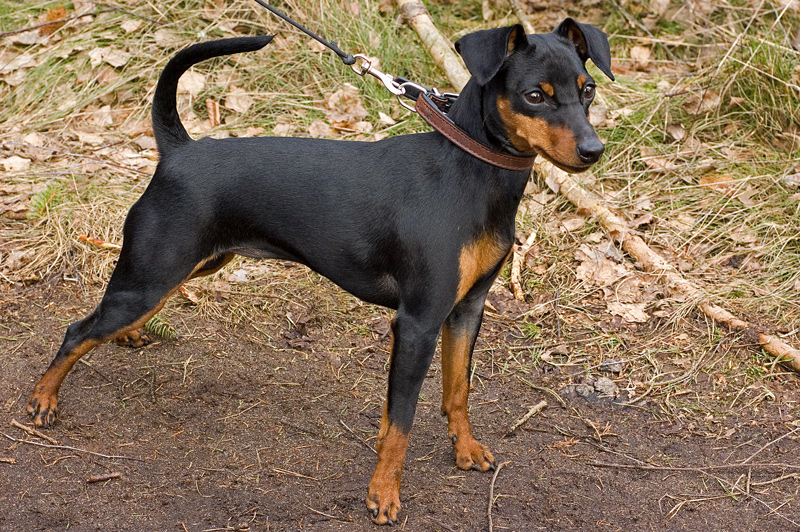 Miniature Pinscher grooming
