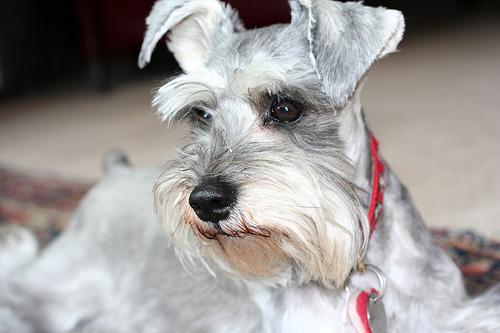 Miniature Schnauzer