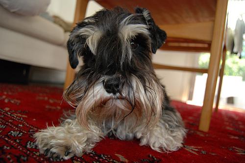 Miniature Schnauzer