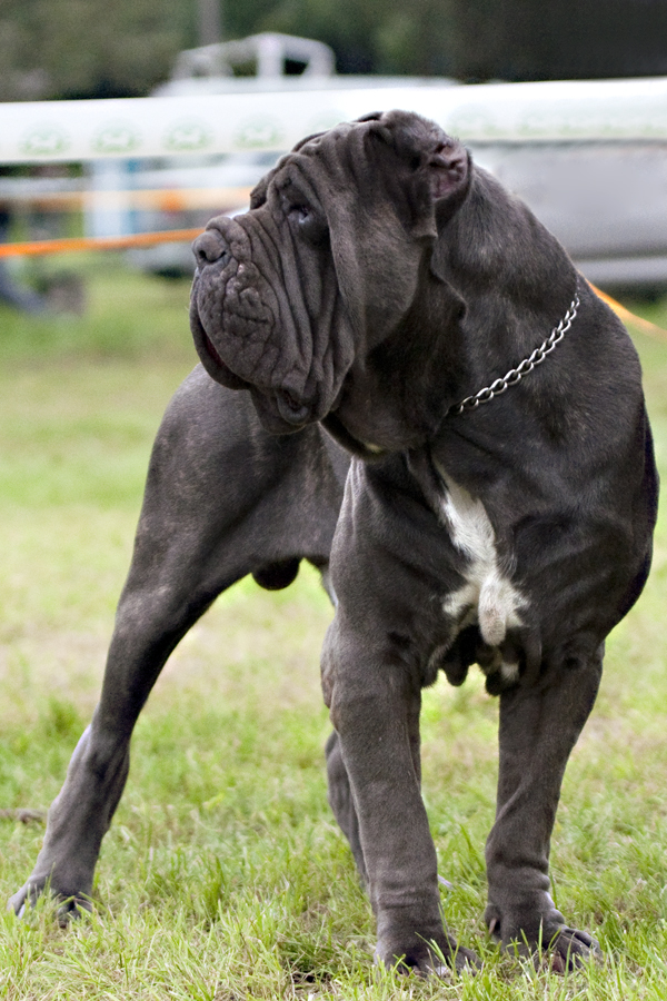 Neapolitan Mastiff grooming