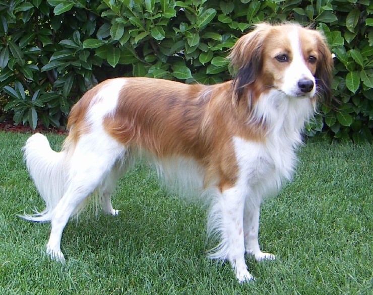 Nederlandse Kooikerhondje grooming