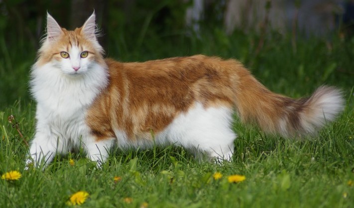 Norwegian Forest Cat grooming