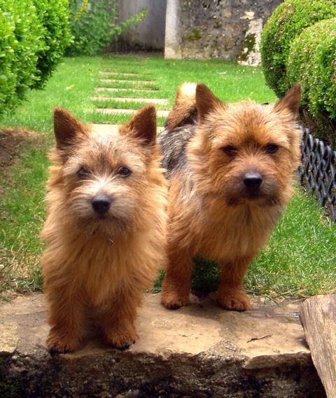 Norwich Terrier grooming