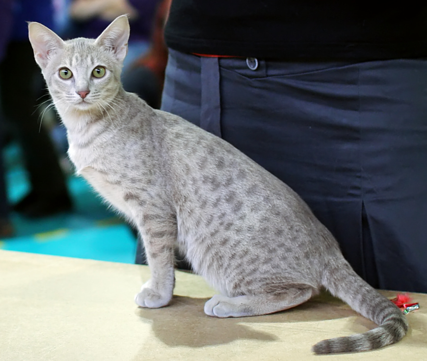Ocicat grooming