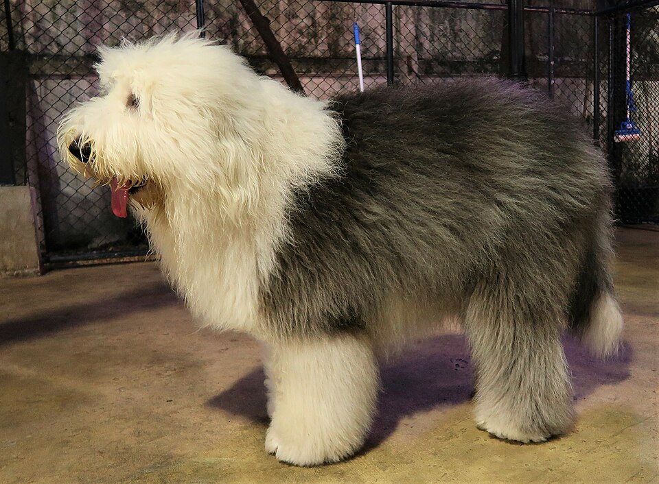 Old English Sheepdog grooming