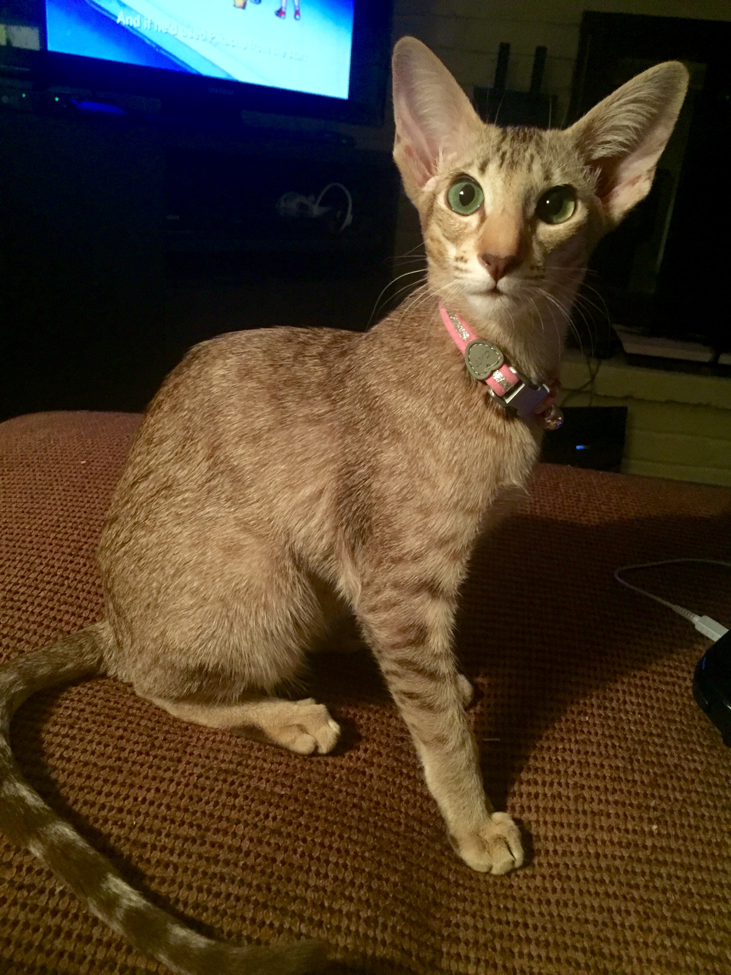 Oriental grooming