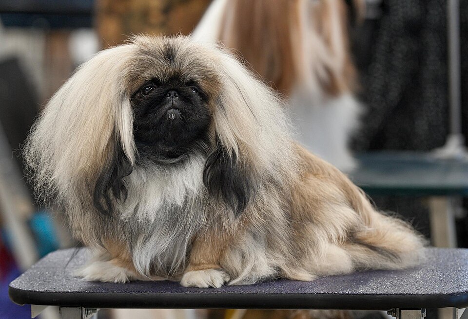 Pekingese grooming