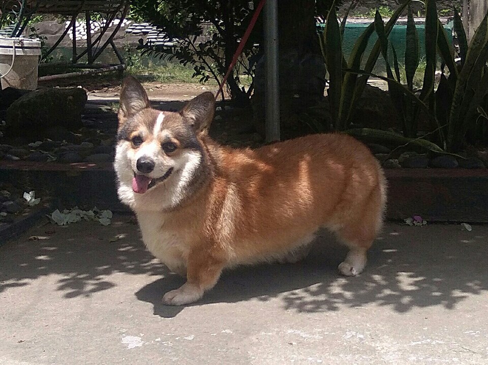 Pembroke Welsh Corgi grooming