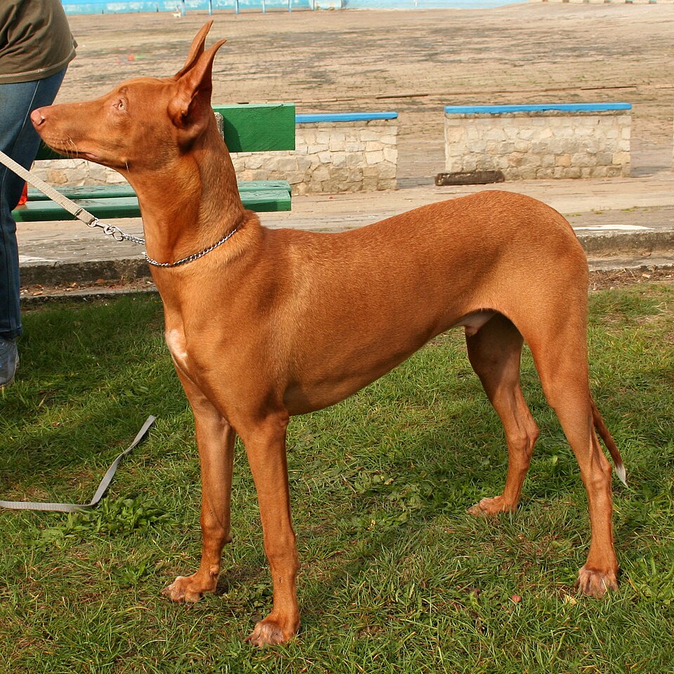Pharaoh Hound grooming