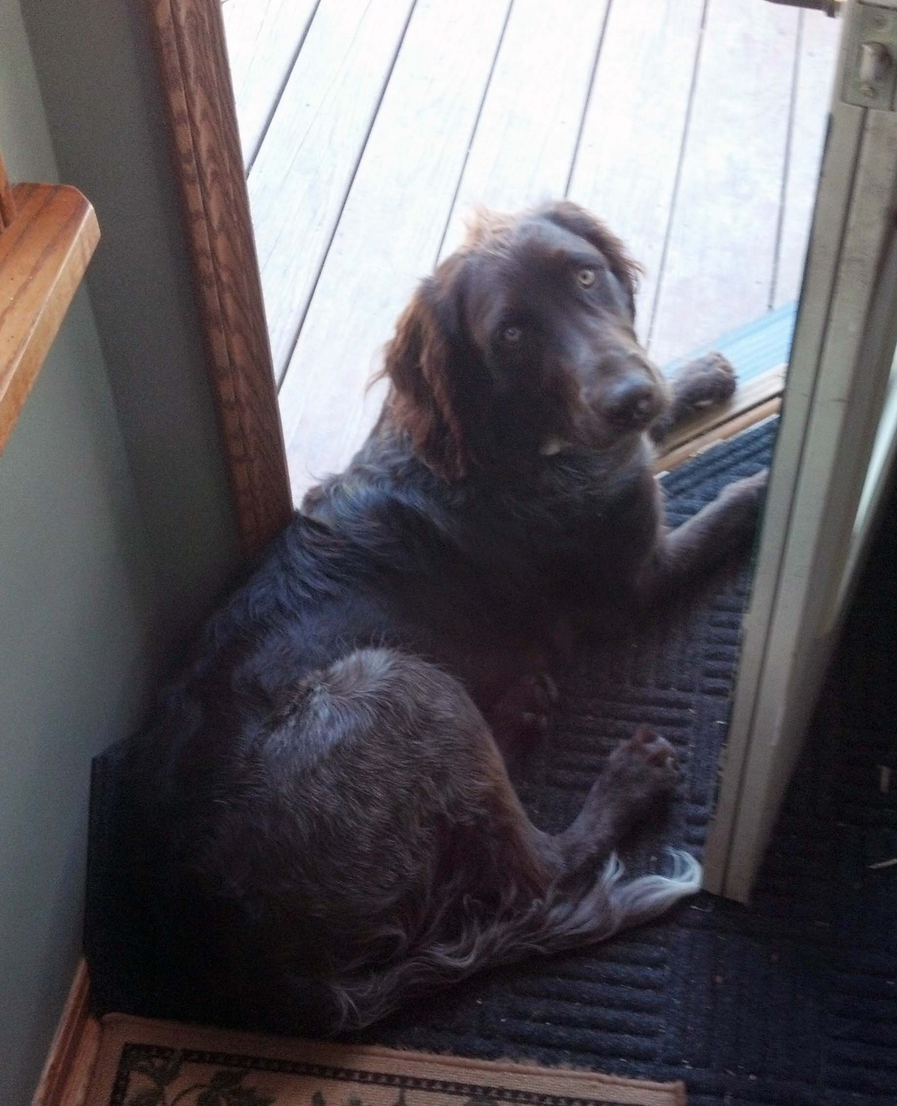 Pointer grooming