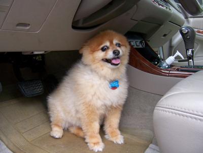 Pomeranian